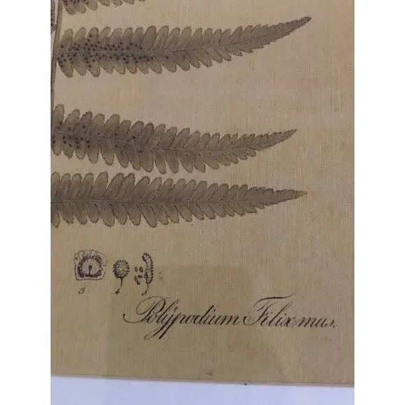 Rare IKEA Botanical Prints set of 4 Brass Frame